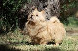 NORWICH TERRIER 036